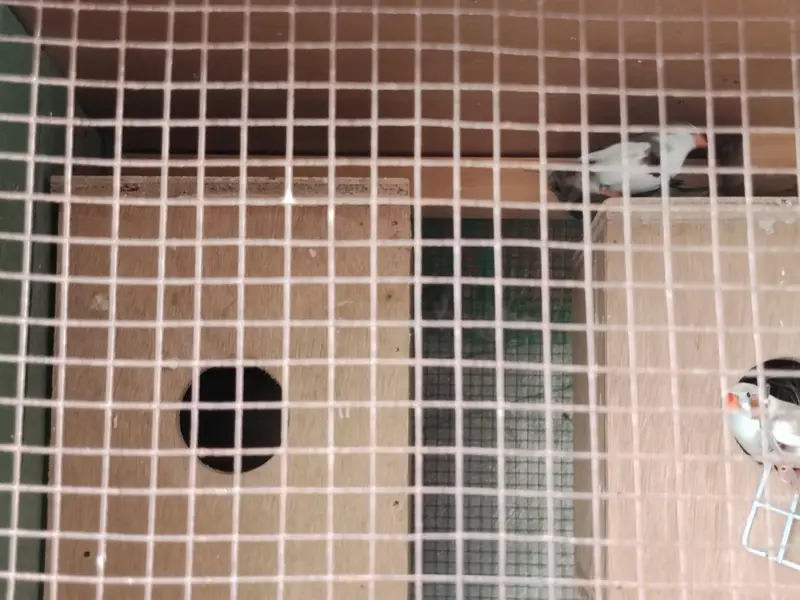 Finches and cage — photo 5