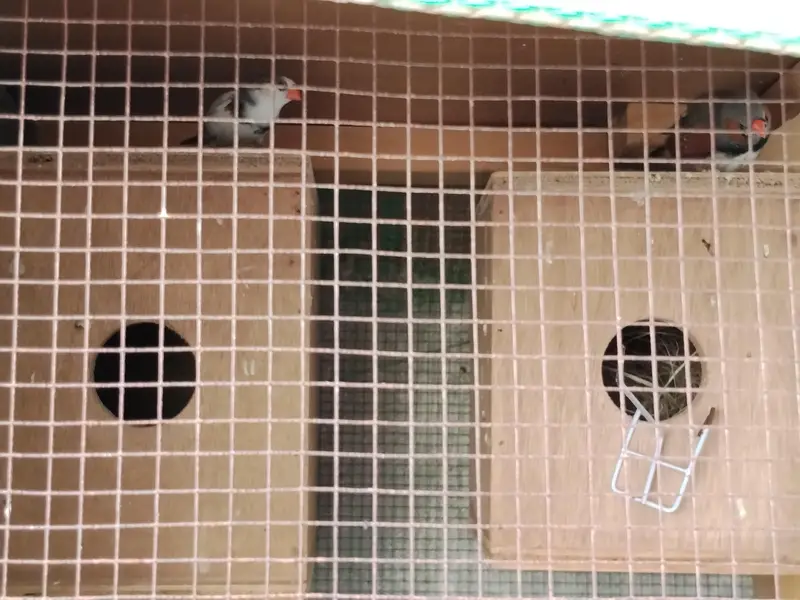 Finches and cage — photo 6