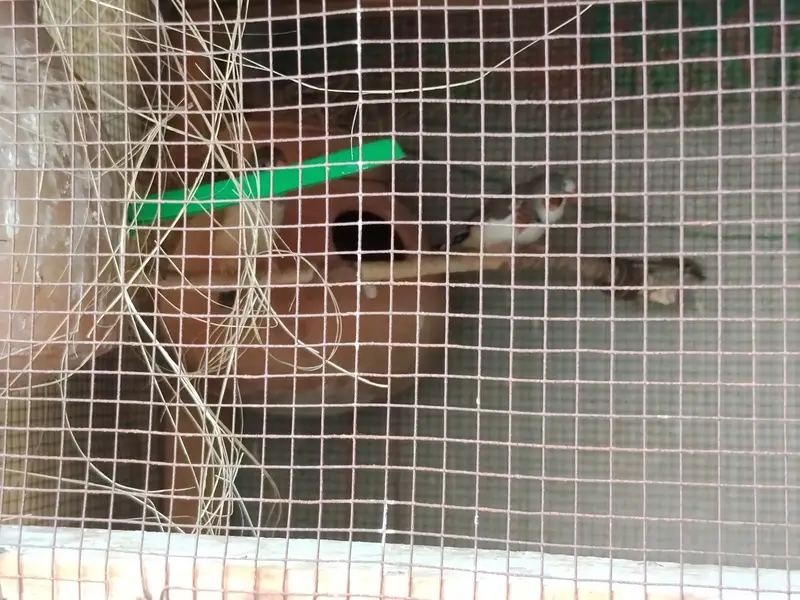 Finches and cage — photo 7