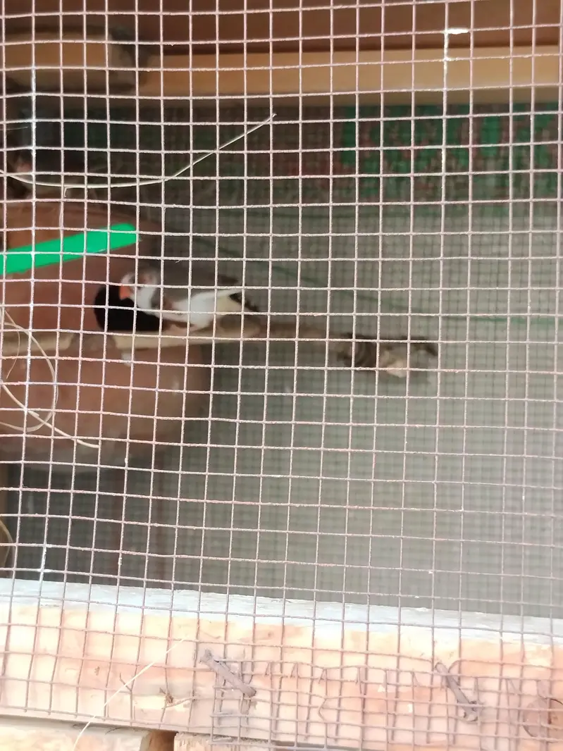 Finches and cage — photo 8
