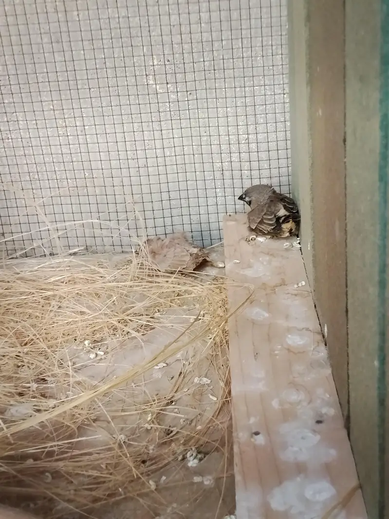 Finches and cage — photo 9