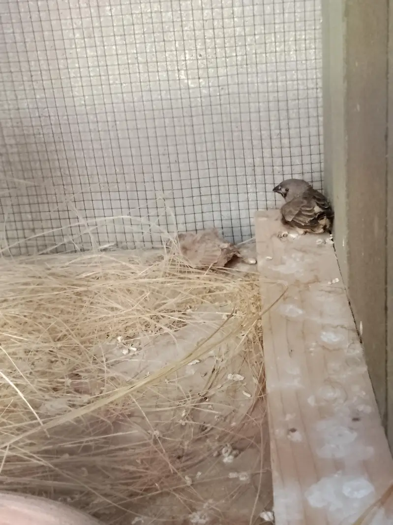 Finches and cage — photo 10
