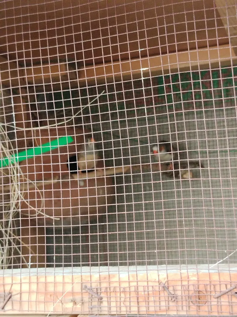Finches and cage — photo 11