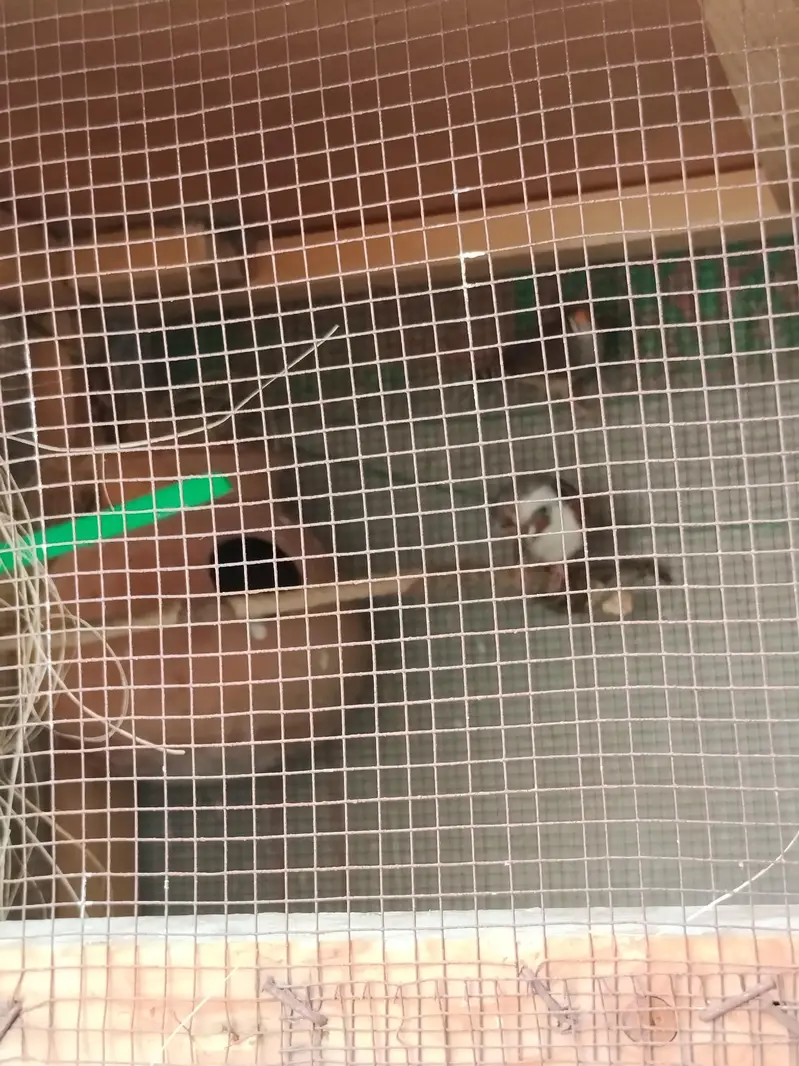 Finches and cage — photo 12