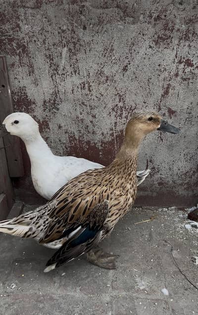 2 duck female egg laying