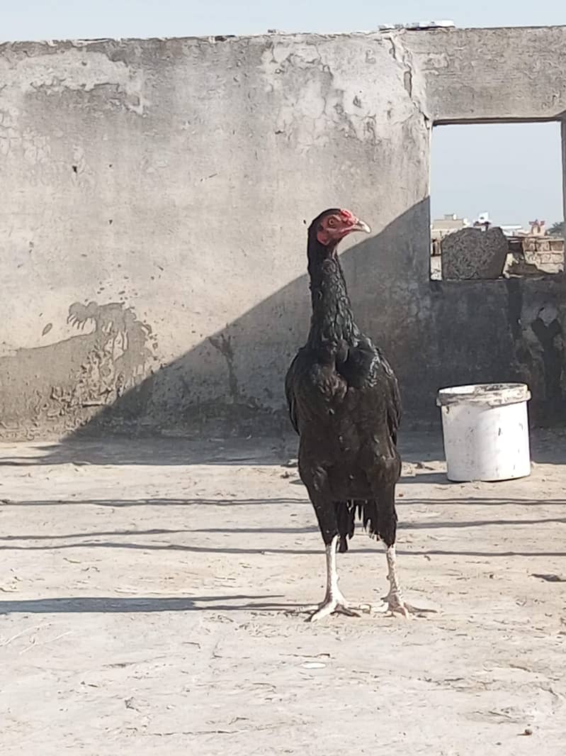 for sell 0