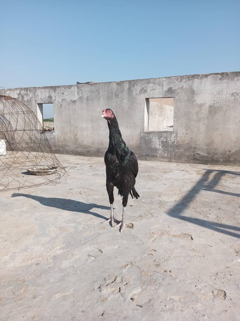 for sell 5