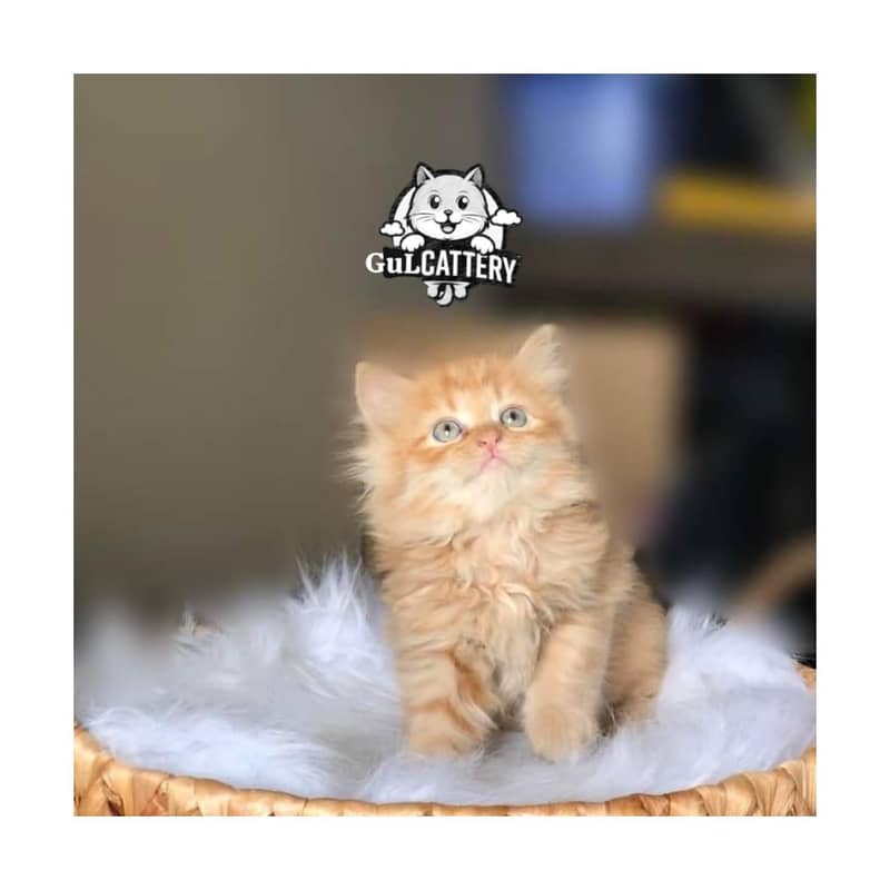 CASH ON DELIVERY ALSO DOOR STEP AVAILABLE - Cats - 1120748841