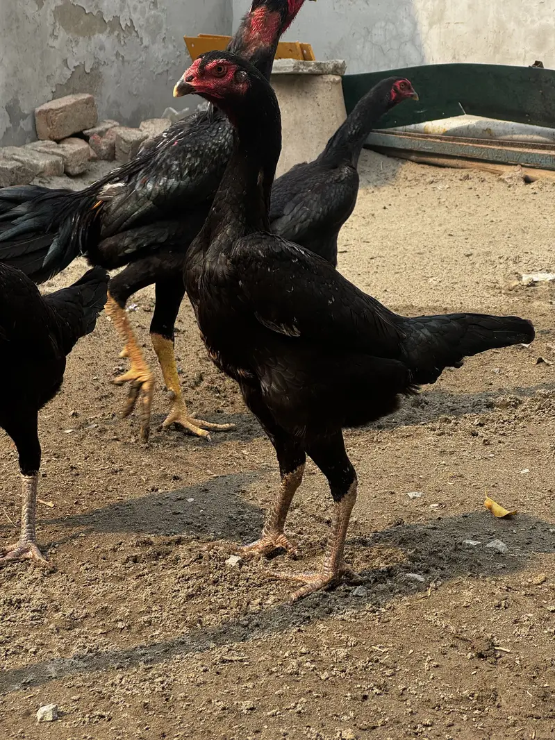 Black O Shamo/White O Shamo AseelShamo Black Shamo set — photo 2