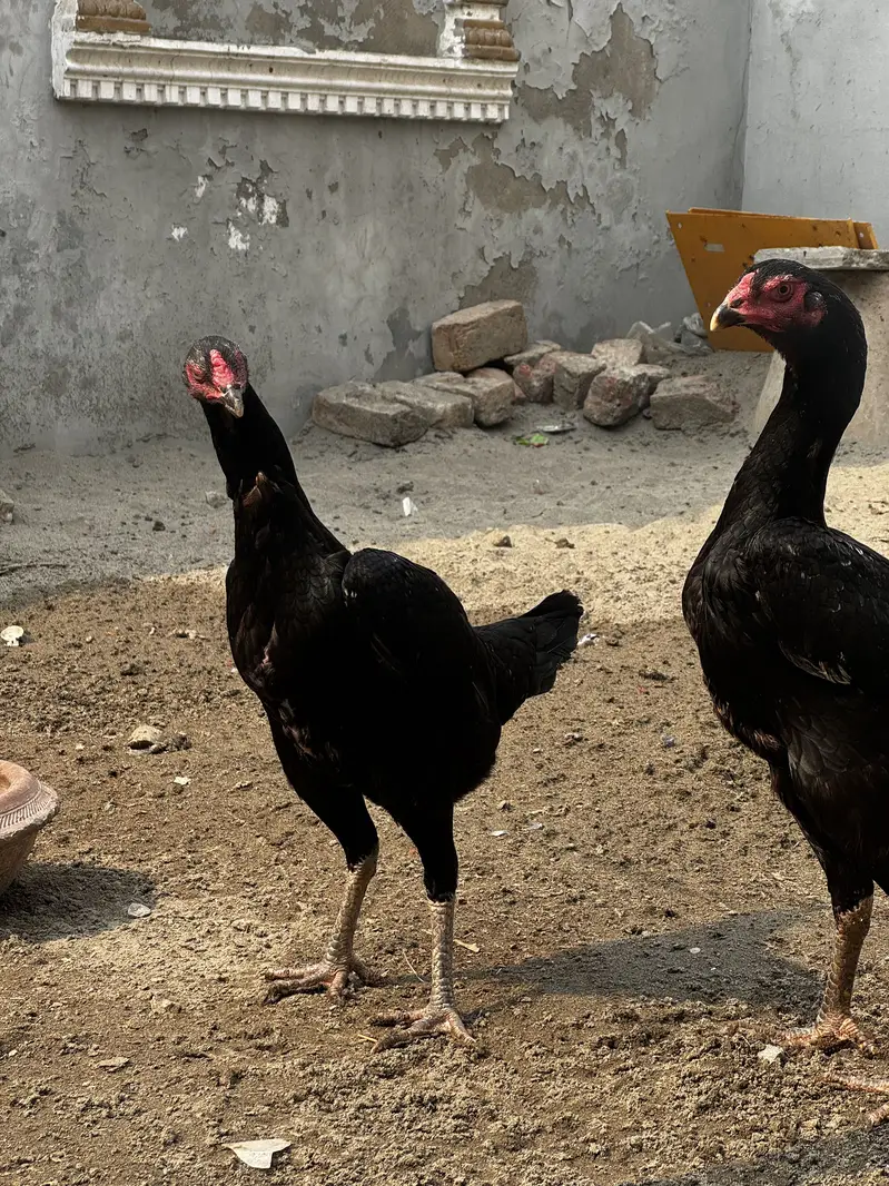 Black O Shamo/White O Shamo AseelShamo Black Shamo set — photo 3