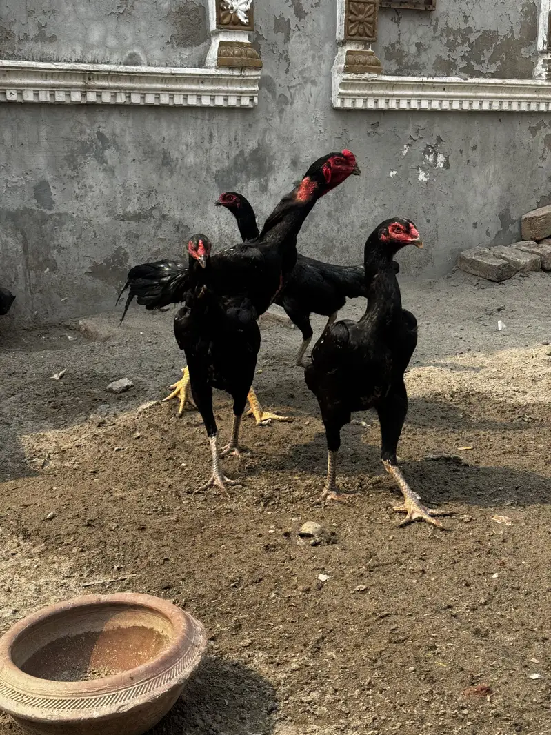 Black O Shamo/White O Shamo AseelShamo Black Shamo set — photo 4
