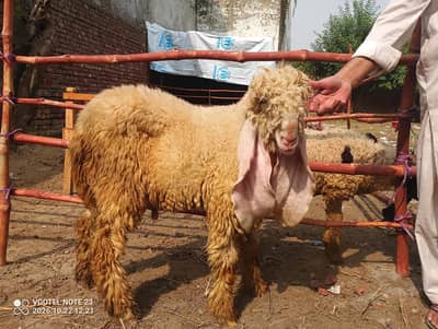 Bakra chatra