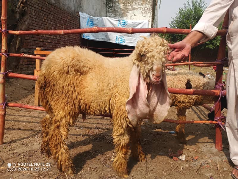 Bakra chatra 0