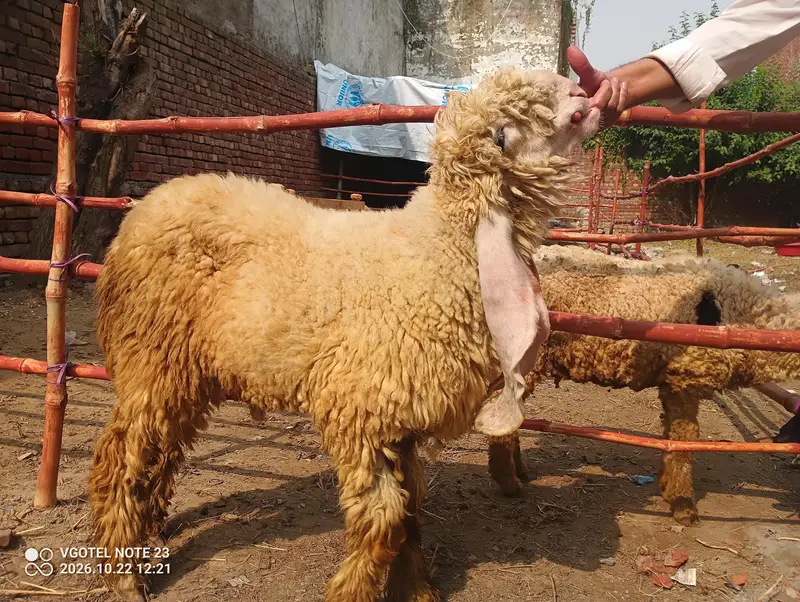 Bakra chatra — photo 2