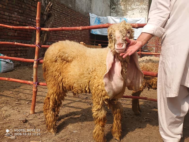 Bakra chatra 2