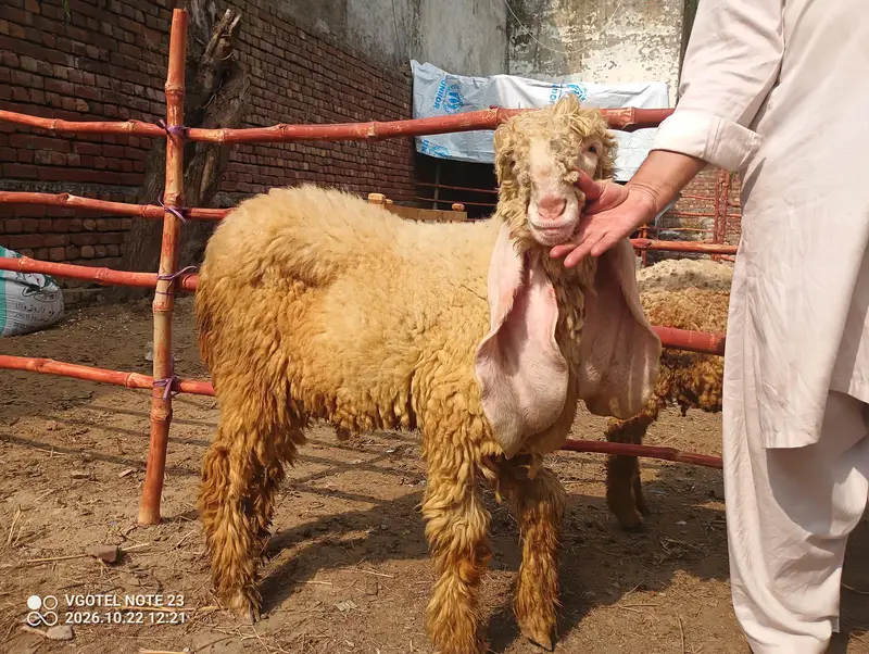 Bakra chatra — photo 3