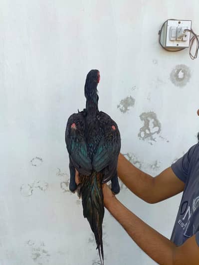 pennus pakoyea