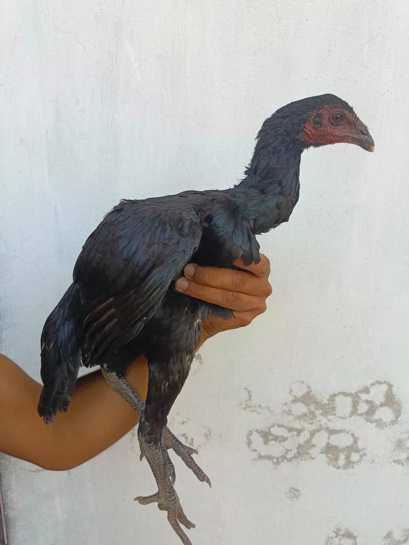 pennus pakoyea 2