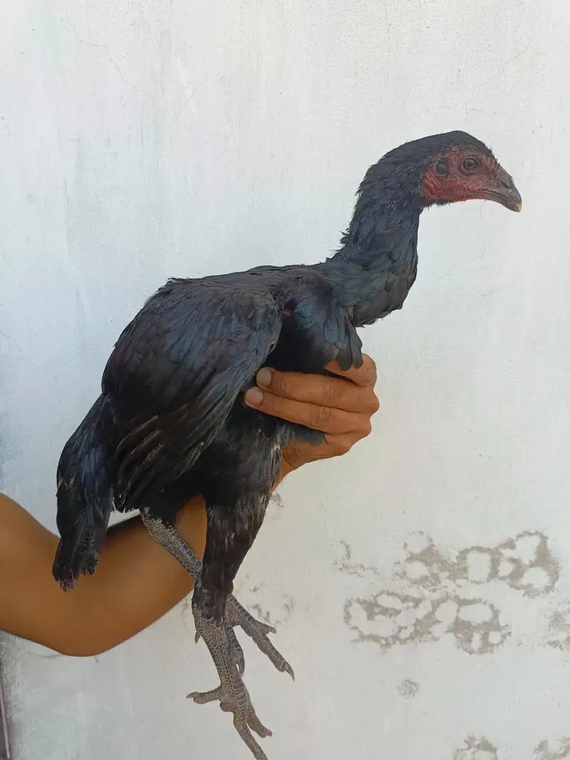 pennus pakoyea — photo 3