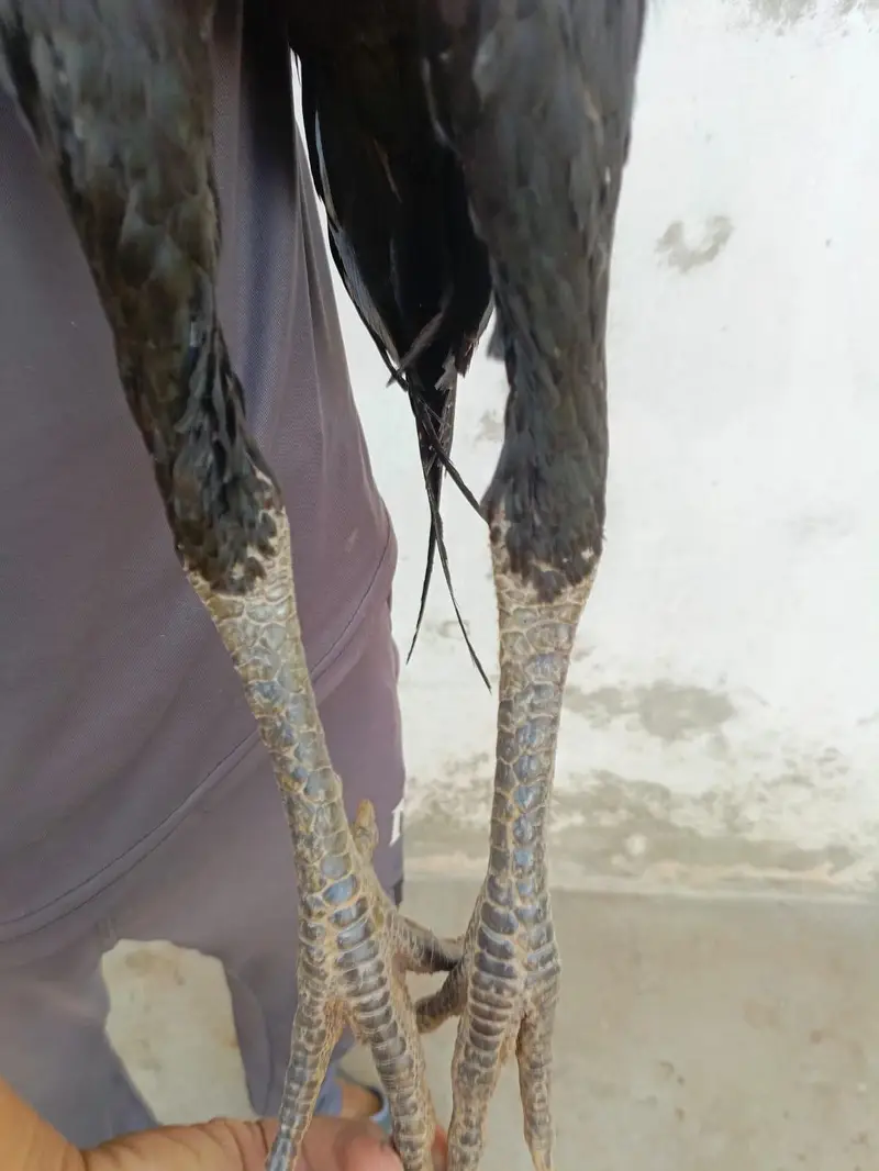 pennus pakoyea — photo 4