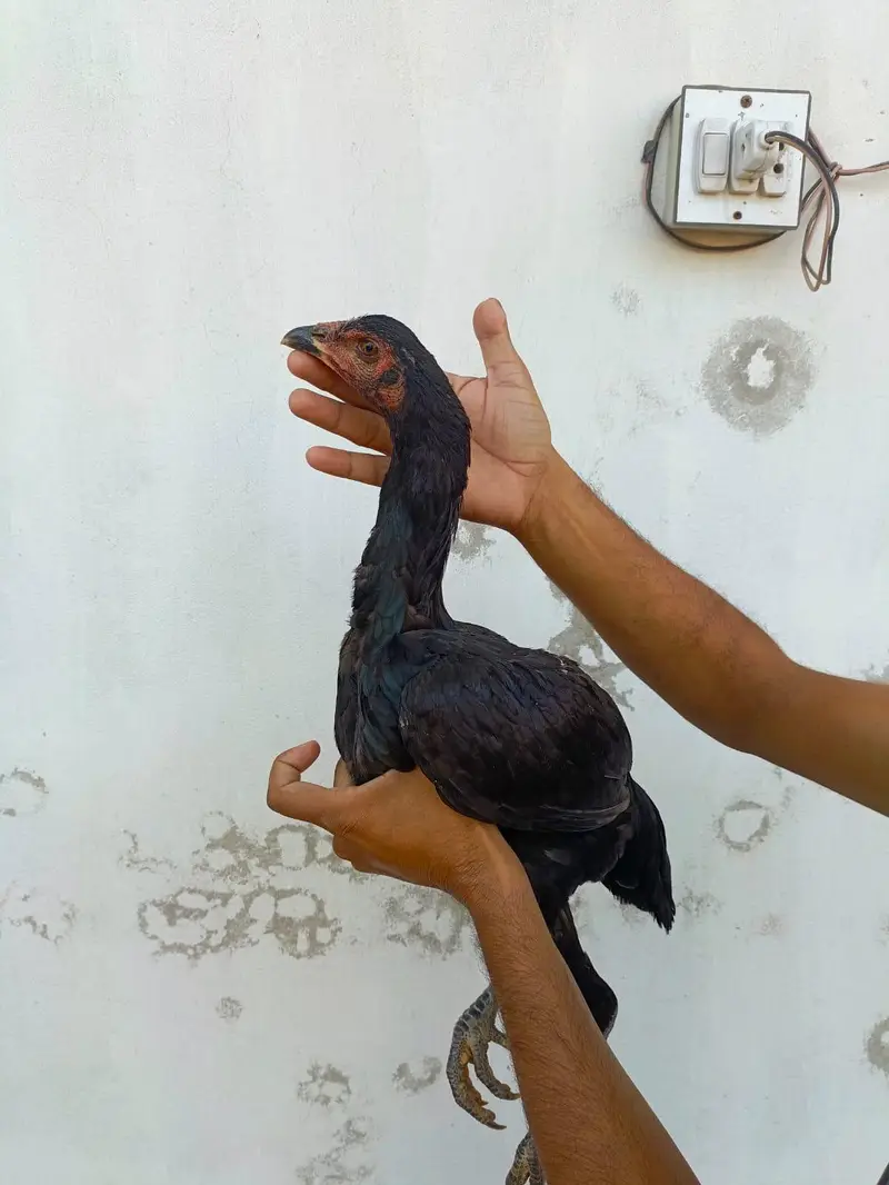 pennus pakoyea — photo 8