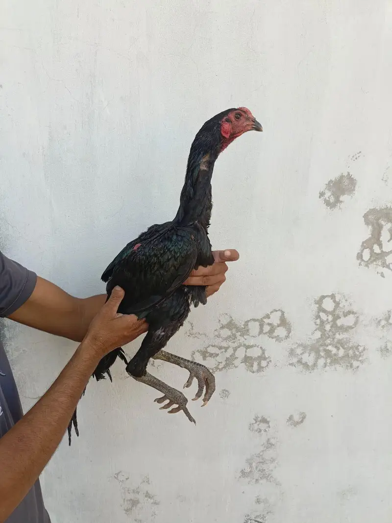pennus pakoyea — photo 11