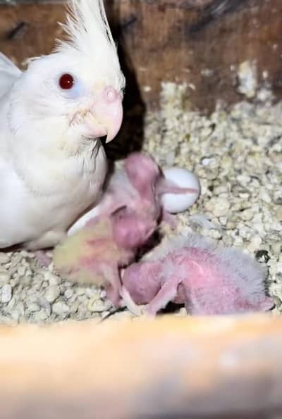 cocktail breeder pair eno red eye