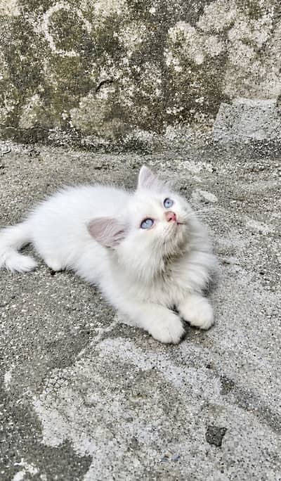 Pure Persian Blue Eyes Male Kitten