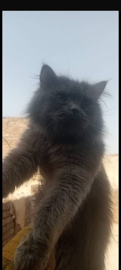 4 months cats  triple coated punch face smokey grey colour  cute cat