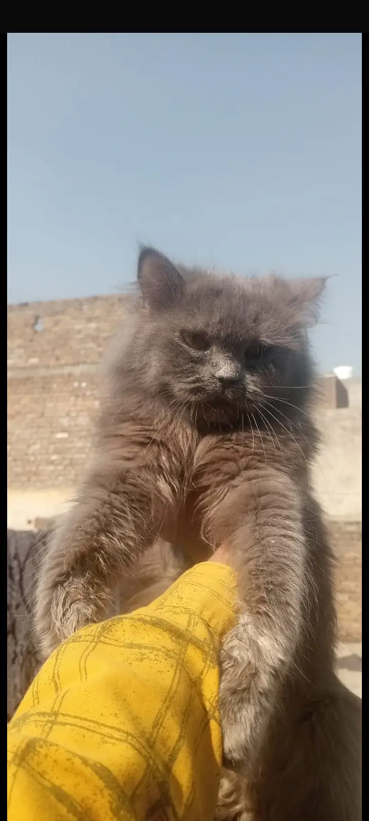 4 months cats  triple coated punch face WhatsApp 03139102032 — photo 2