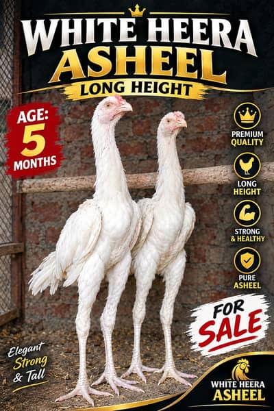 White Heera Asheel Long Height Healthy and Active WhatApp 03414398859
