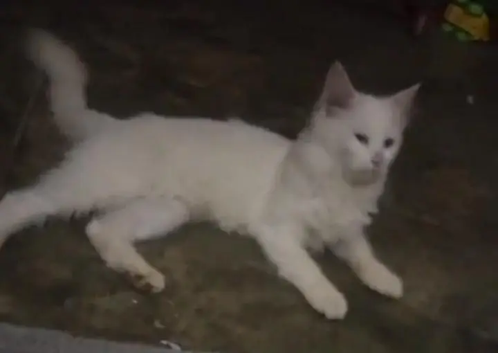 Blue eyes  beautiful cat — photo 2