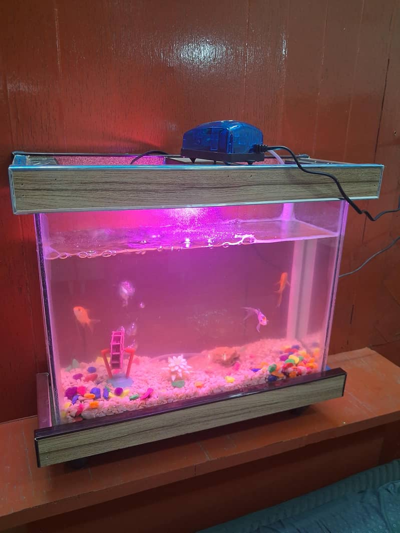 Fish Aquarium 0