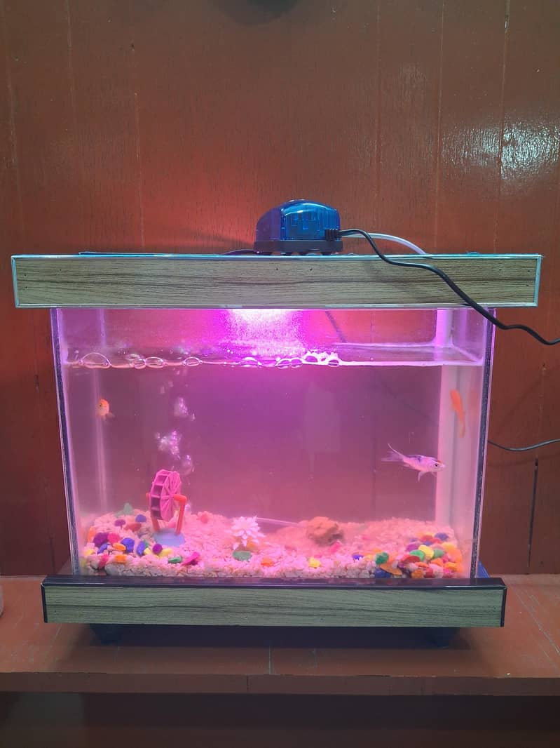 Fish Aquarium 4