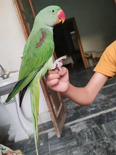 Top Quality Kashmiri 1 Number Parrot 0333-661-0040: