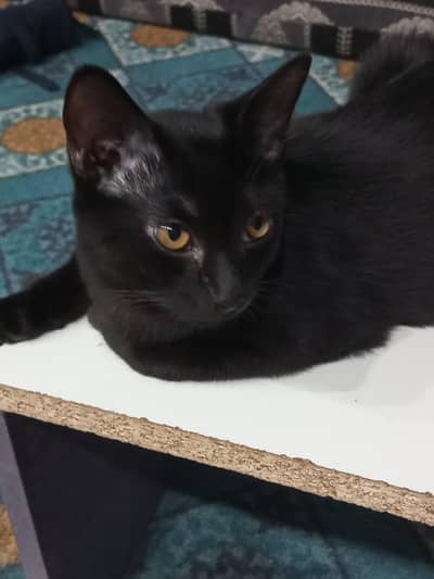 Black and black mix cats