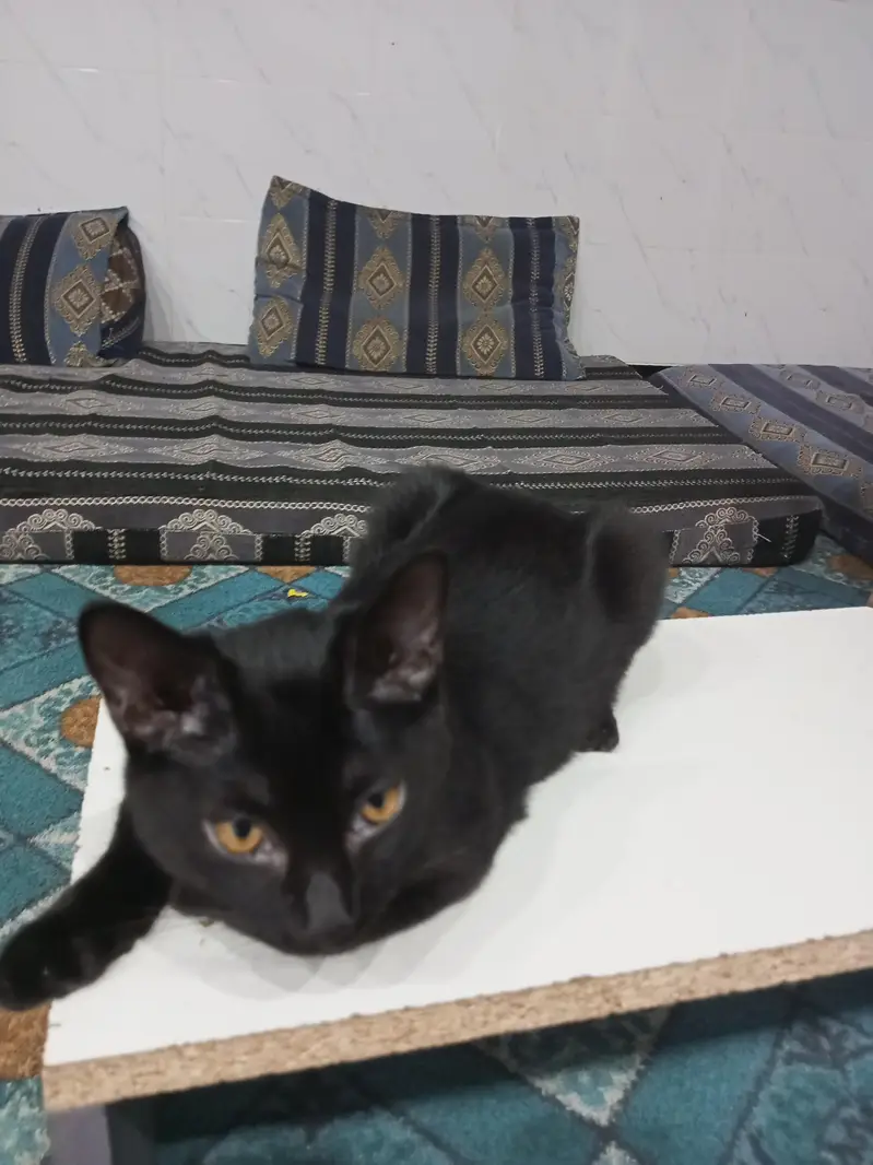 Black and black mix cats — photo 2