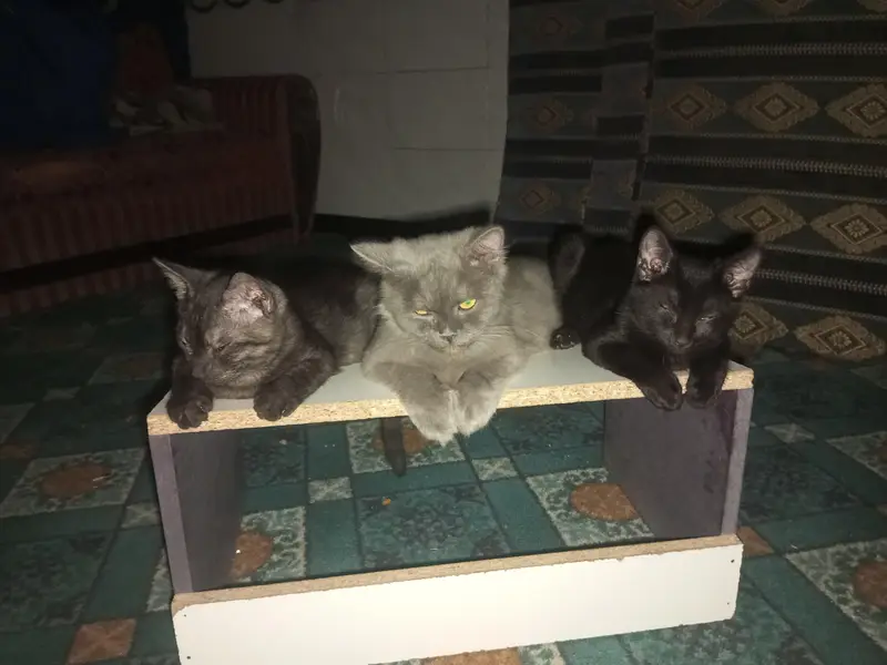 Black and black mix cats — photo 4