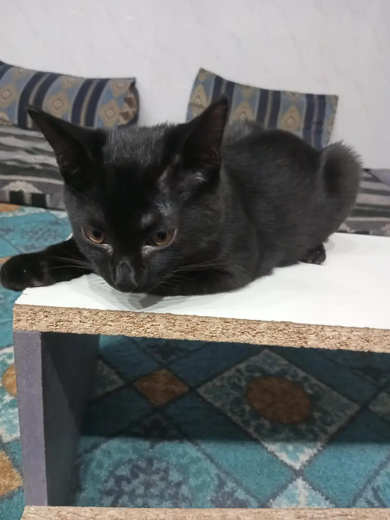 Black and black mix cats — photo 5