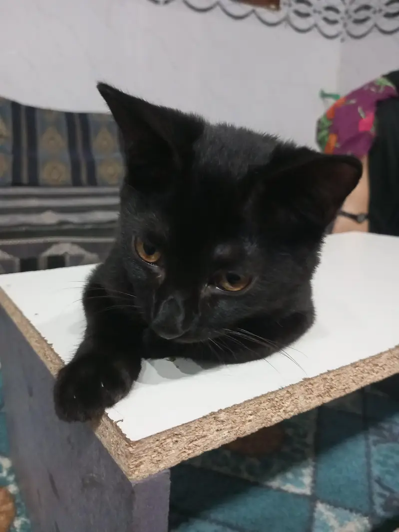 Black and black mix cats — photo 6