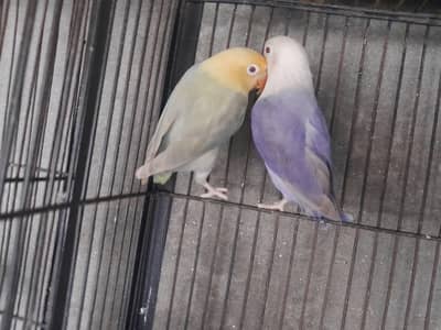 love birds
