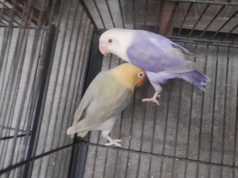 love birds — photo 2