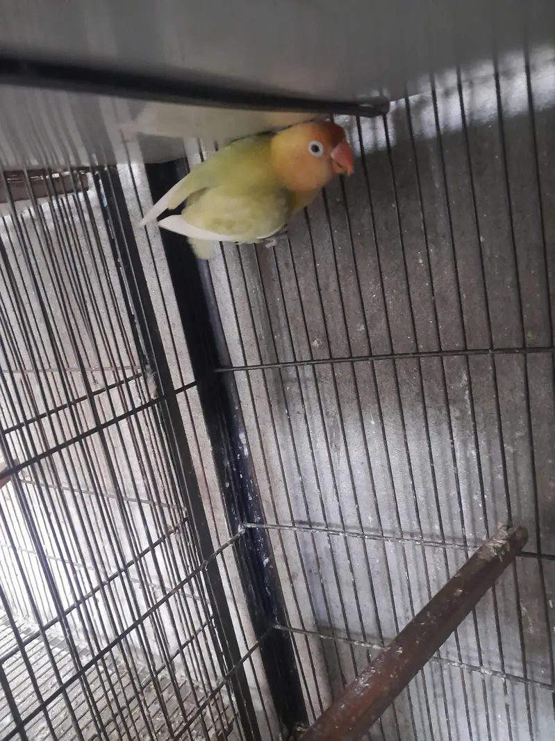 love birds — photo 3