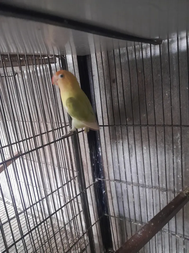 love birds — photo 4