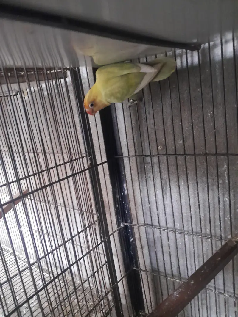love birds — photo 5