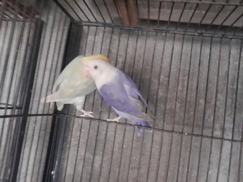 love birds — photo 6