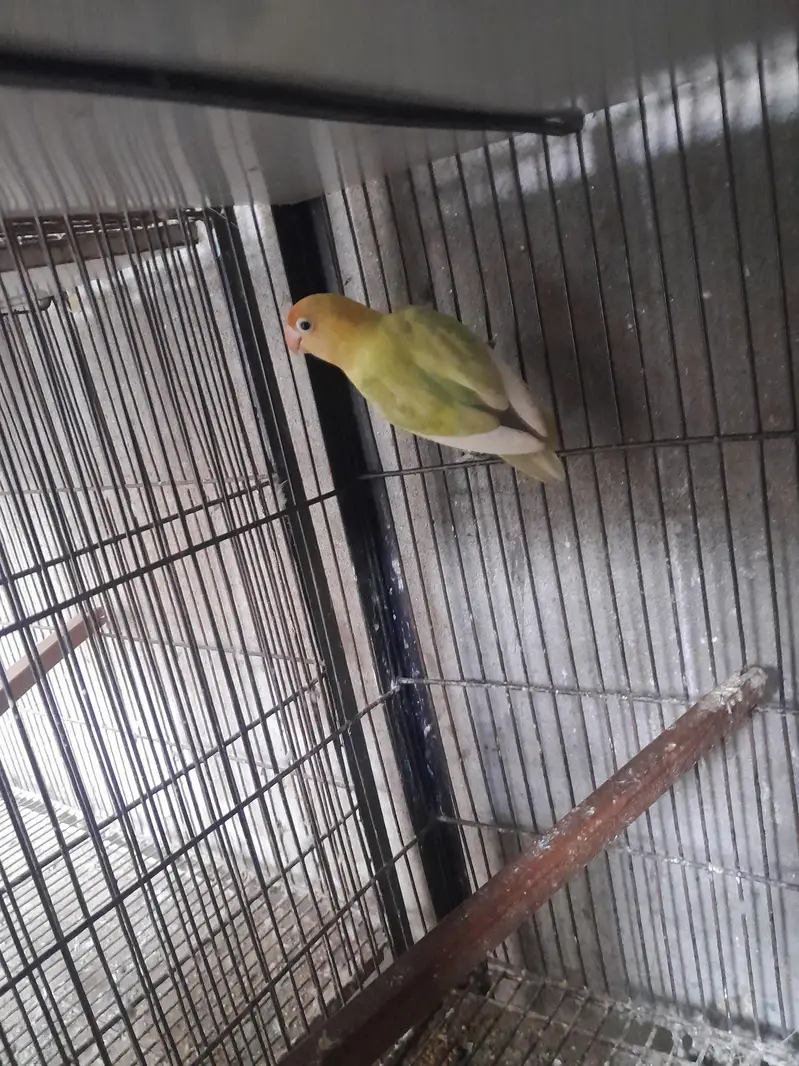 love birds — photo 7