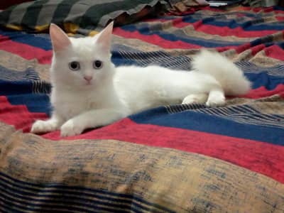 Persian kitten hai bohot piyara hai