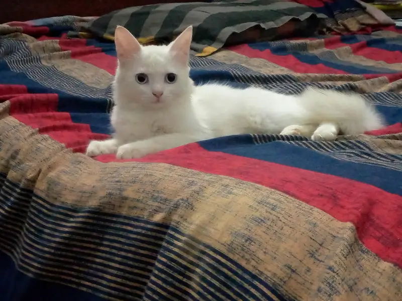 Persian kitten hai bohot piyara hai — photo 2