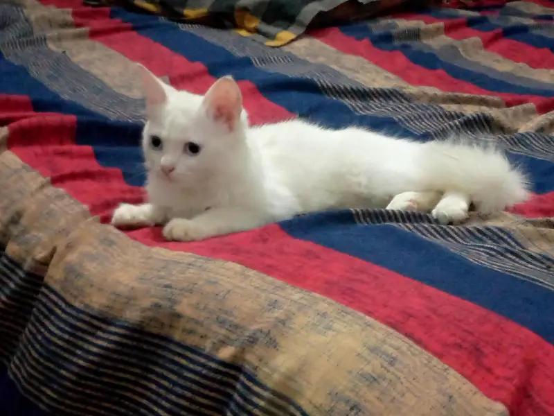 Persian kitten hai bohot piyara hai — photo 3